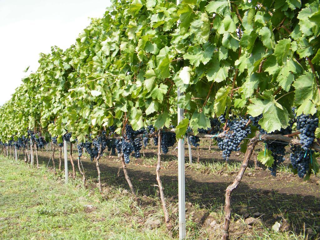 Etna Wine Azienda Agrituristica Passopisciaro Exteriér fotografie